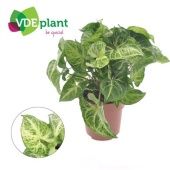 Сингониум Эрроу d12 см h25 см тип 2