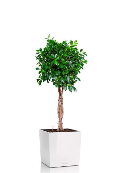 Фикус Нитида переплетенный 23/110 см в CUBE 30 Фикус Нитида переплетенный 23/110 см в CUBE 30