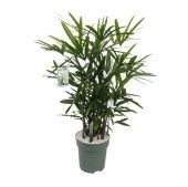 Рапис Excelsa d30 см h140 см Рапис Excelsa d30 см h140 см