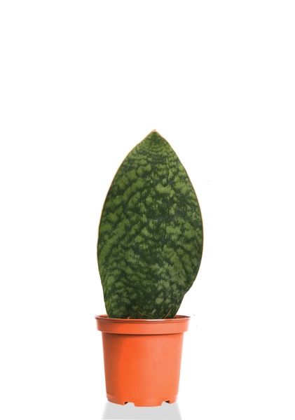 Сансевиерия Масониана 10/30 см Сансевиерия Масониана 10/30 см