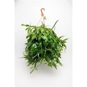 Рипсалис Crispata d21 см h50 см