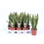 Сансевиерия Лауренти d14 см h45 см тип 1