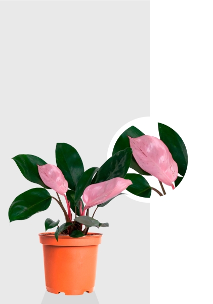 Филодендрон Пинк Принс 12/25 см Филодендрон Пинк Принс 12/25 см