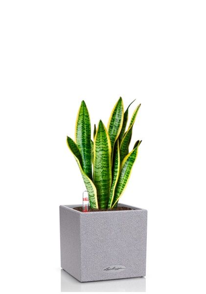 Сансевиерия Лауренти 12/40 см в CANTO STONE 14