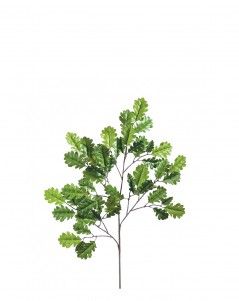 Ветка дуба с желудями