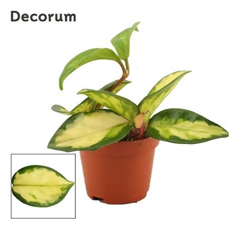 Хойя Carnosa Tricolor (decorum) d6 см h2.5 см Хойя Carnosa Tricolor (decorum) d6 см h2.5 см