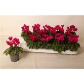 Цикламен Верано Dark Violet d9 см h12.5 см