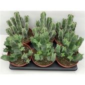 Эуфорбия микс d15 см h15 см Эуфорбия микс d15 см h15 см