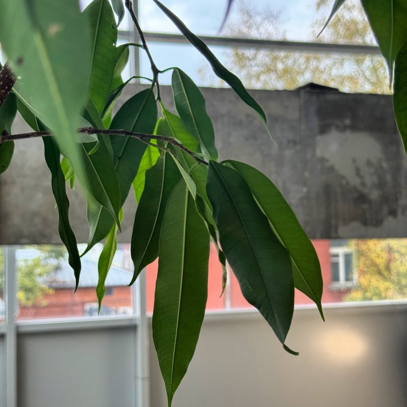 Фикус Амстел Кинг — тропический акцент для интерьера и отдыха Фикус Амстел Кинг — тропический акцент для интерьера и отдыха