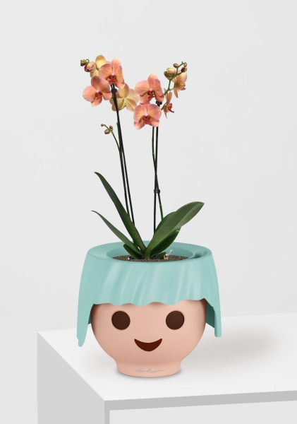 Орхидея Фаленопсис оранжевая 12/60 см в OJO Орхидея Фаленопсис оранжевая 12/60 см в OJO