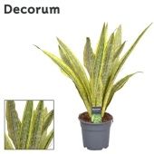 Сансевиерия Aubrytniana Lauren (decorum) d17 см h70 см