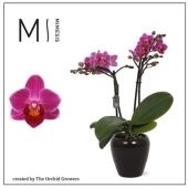 Фаленопсис 2 ствола Puebla In Ceramic Black (orchid Growers) d7 см h30 см