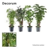 Полисциас микс d17 см h60 см Полисциас микс d17 см h60 см