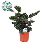 Калатея Медальон d21 см h70 см