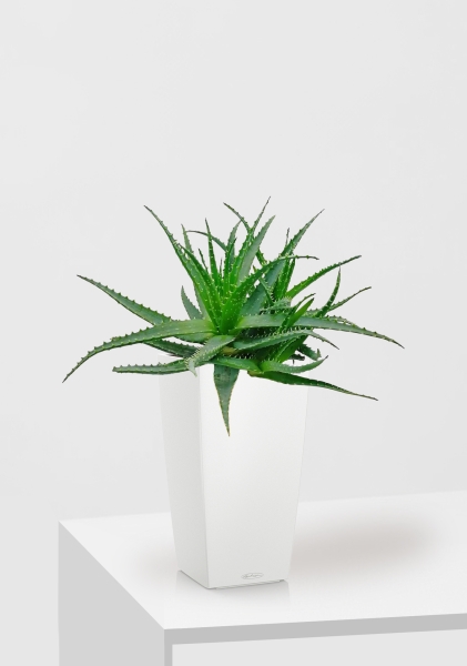 Алоэ 17/40 см в CUBICO COLOR 22