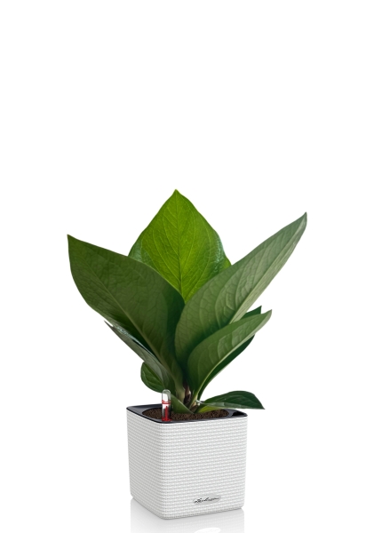 Антуриум Кобра 12 см в CUBE COLOR 18 Антуриум Кобра 12 см в CUBE COLOR 18