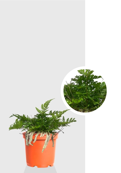 Папоротник Даваллия 8/15 см Папоротник Даваллия 8/15 см