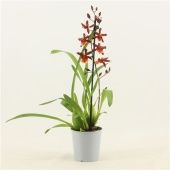 Орхидея Камбрия Тамия 1 ствол d12 см h55 см