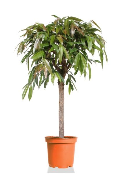 Фикус Амстел Кинг на штамбе 27/120 см Фикус Амстел Кинг на штамбе 27/120 см