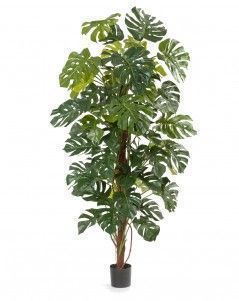 Монстера на стволе большая