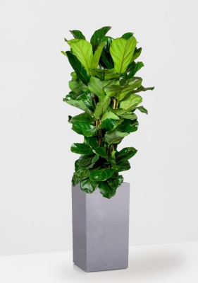 Фикус Лирата 3 ствола 34/140 см в CANTO STONE HIGH 40