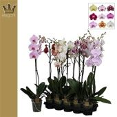 Фаленопсис 1 ствол Mix 9+ (bernhard) d12 см h75 см Фаленопсис 1 ствол Mix 9+ (bernhard) d12 см h75 см