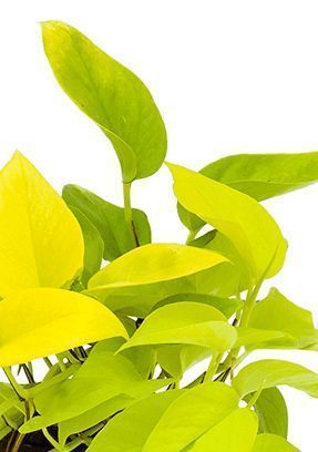 Сциндапсус Голден Потос 15/40 см Сциндапсус Голден Потос 15/40 см