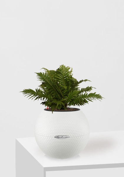 Блехнум 12/30 см в PURO 20