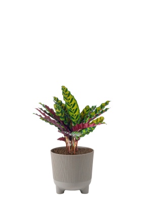 Калатея Лансифолия 12/30 см в ARIA 14 jumper Калатея Лансифолия 12/30 см в ARIA 14 jumper