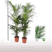 Ховея Форстериана d30 см h220 см