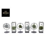 Тилландсия Spikey Mix (small) d10 см h25 см Тилландсия Spikey Mix (small) d10 см h25 см