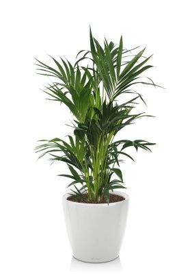 Ховея Кентия 27/120 см в CLASSICO LS 43, белый блестящий