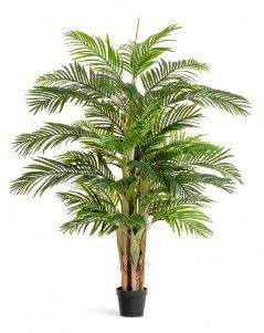 Пальма Арека Катеху де Люкс