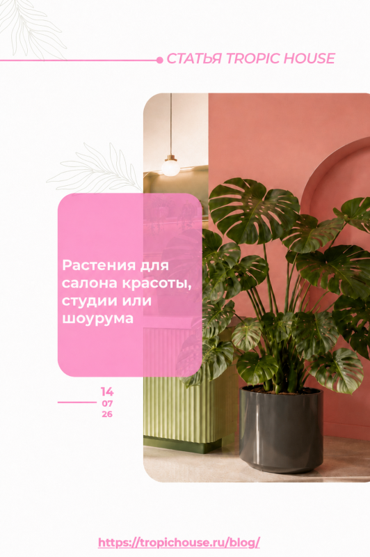 Растения для салона красоты, студии или шоурума: как сделать пространство живым и запоминающимся
