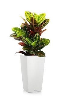 Кротон CUBICO 30/120 см, белый