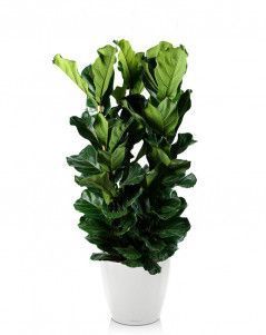 Фикус Лирата De Luxe Classico 50 /190 см, белый блестящий