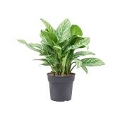 Аглаонема Страйпс "Stripes" 27/70 см Аглаонема Страйпс "Stripes" 27/70 см
