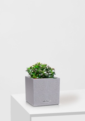 Крассула Овата Минор 12/20 см в CANTO STONE 14, серый камень