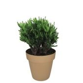 Крассула Хоббит денежное дерево d25 см h35 см Крассула Хоббит денежное дерево d25 см h35 см