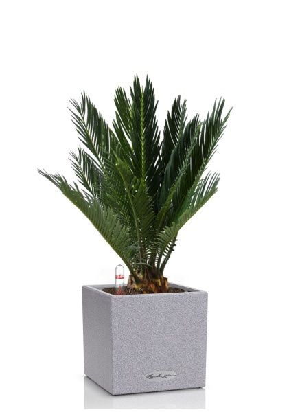 Цикас в CANTO STONE 14 Цикас в CANTO STONE 14