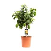 Цитрус Лимон на стволе d19 см h70 см тип 2