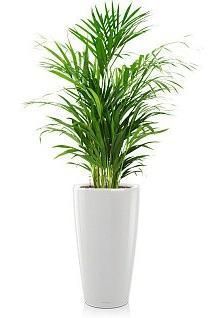 Хризалидокарпус RONDO 32/160 см, белый блестящий Хризалидокарпус RONDO 32/160 см, белый блестящий