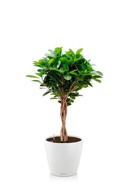 Фикус Моклейм 21/90 см в CLASSICO COLOR 28 Фикус Моклейм 21/90 см в CLASSICO COLOR 28