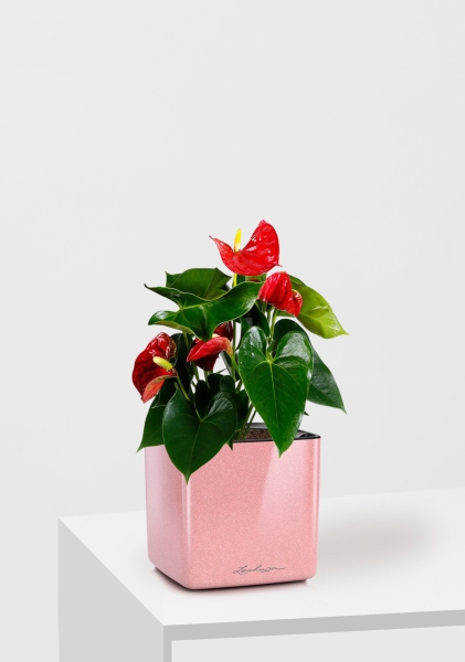 Антуриум Андрианум красный 12/40 см в CUBE GLOSSY KISS 14
