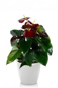 Антуриум шоколадный CLASSICO LS 21/65 см, Белый блестящий Антуриум шоколадный CLASSICO LS 21/65 см, Белый блестящий