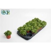 Алоэ Скуаросса d8.5 см h10 см