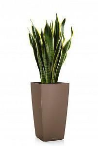 Сансевиерия Лауренти в CUBICO 30