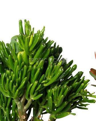 Набор "Денежные деревья" в OJO 25 см