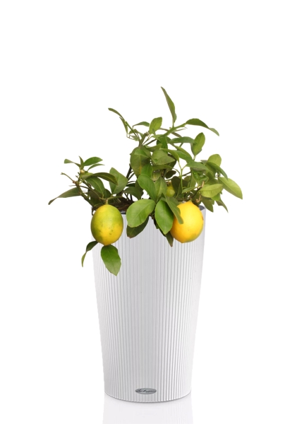 Цитрофортунелла Лимон 15/40 см в CILINDRO 23