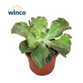 Эхеверия Giant Blue d17 см h30 см